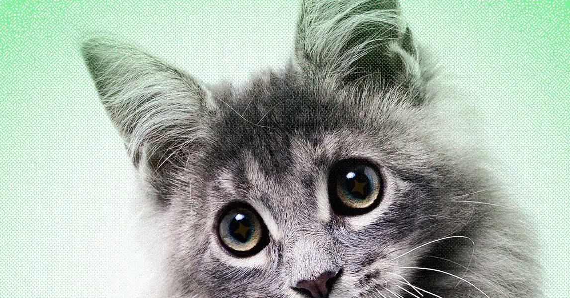 AI Slop Threatens Internet's Cute Animal Economy