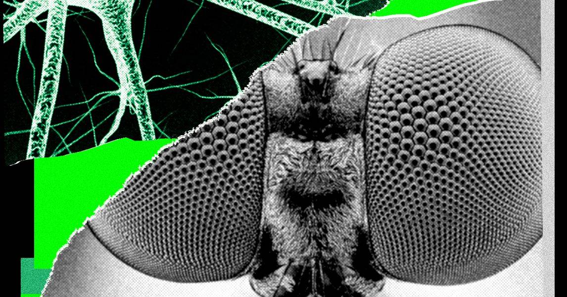 WIRED Unveils PitchFly, AI Model Based on Fruit Fly Brain